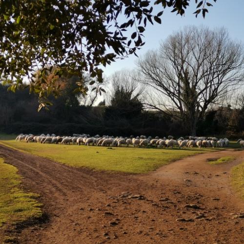 Pecore nel centro di Roma